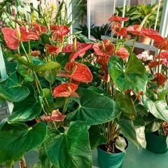 Antoryum Çiçeği  - Filamingo  - Ağlayan Kalp Çiçeği - Anthurium Red Winner