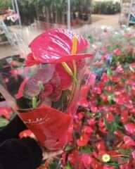 Antoryum Çiçeği  - Filamingo  - Ağlayan Kalp Çiçeği - Anthurium Red Winner