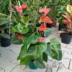 Antoryum Çiçeği  - Filamingo  - Ağlayan Kalp Çiçeği - Anthurium Red Winner