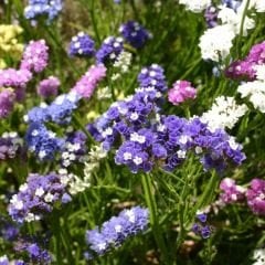 Deniz Lavantası Tohumu - Limonium ( Limonyum ) Çiçeği