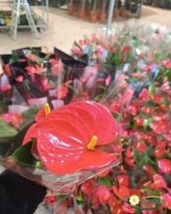 Antoryum Çiçeği  - Filamingo  - Ağlayan Kalp Çiçeği - Anthurium Red Winner