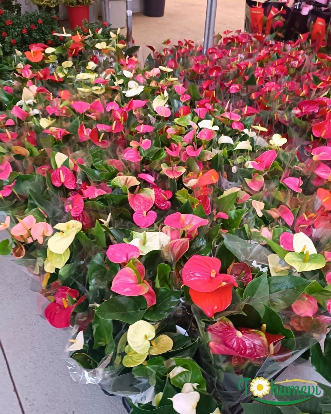 Antoryum Çiçeği  - Filamingo  - Ağlayan Kalp Çiçeği - Anthurium Red Winner