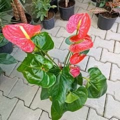 Antoryum Çiçeği  - Filamingo  - Ağlayan Kalp Çiçeği - Anthurium Red Winner