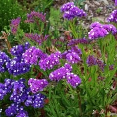 Deniz Lavantası Tohumu - Limonium ( Limonyum ) Çiçeği