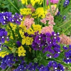 Deniz Lavantası Tohumu - Limonium ( Limonyum ) Çiçeği
