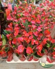 Antoryum Çiçeği  - Filamingo  - Ağlayan Kalp Çiçeği - Anthurium Red Winner
