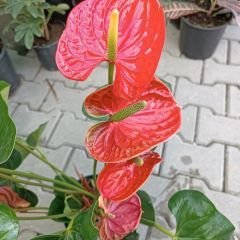 Antoryum Çiçeği  - Filamingo  - Ağlayan Kalp Çiçeği - Anthurium Red Winner