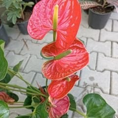 Antoryum Çiçeği  - Filamingo  - Ağlayan Kalp Çiçeği - Anthurium Red Winner