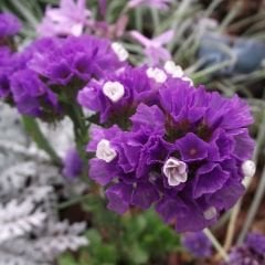 Deniz Lavantası Tohumu - Limonium ( Limonyum ) Çiçeği