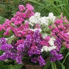 Deniz Lavantası Tohumu - Limonium ( Limonyum ) Çiçeği