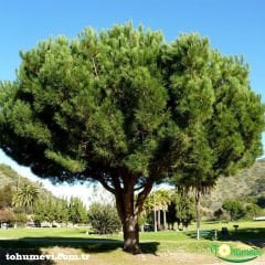 ﻿Fıstık Çamı Tohumu - Panaceae
