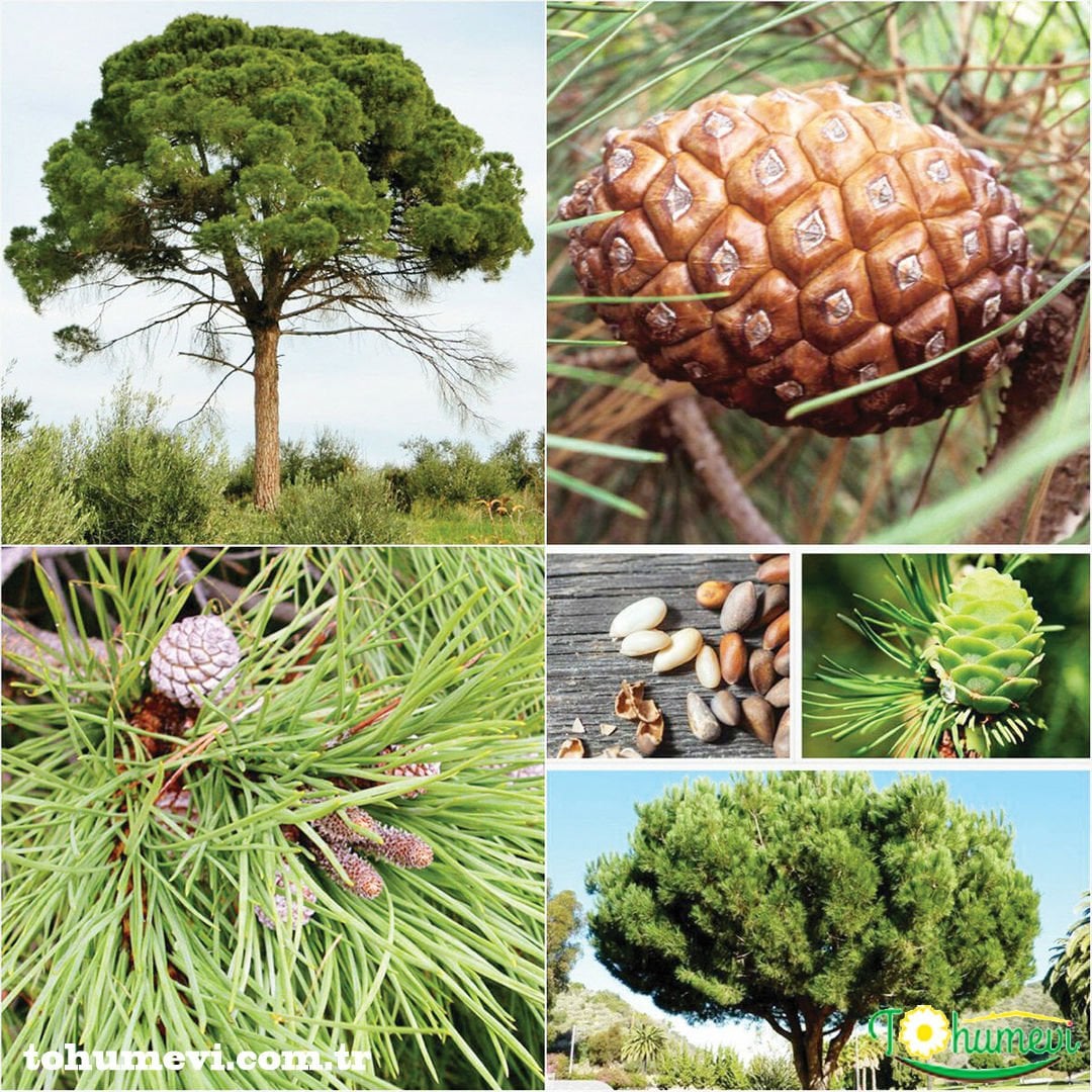 Fıstık Çamı Tohumu - Panaceae