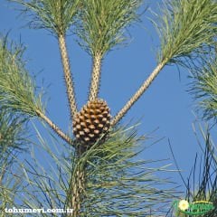 Fıstık Çamı Tohumu - Panaceae