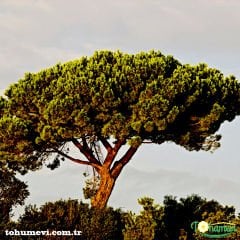 Fıstık Çamı Tohumu - Panaceae