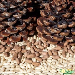 ﻿Fıstık Çamı Tohumu - Panaceae
