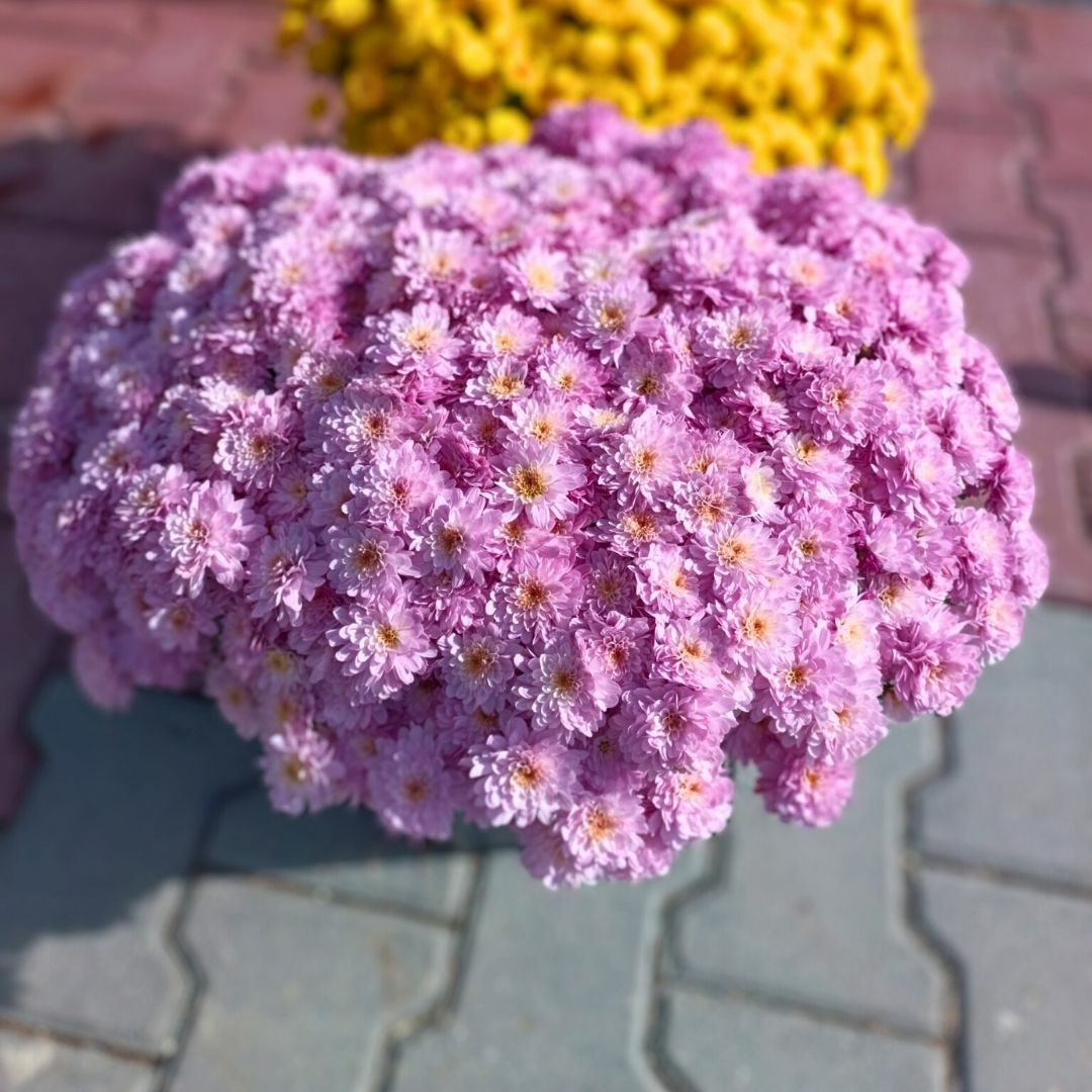 Kasımpatı Çiçeği Mix Saksıda Toz Pembe - Krizantem - Chrysanthemum - 35 lik saksı