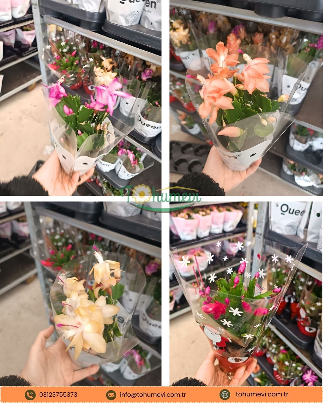 Yılbaşı Çiçeği - Schlumbergera - İthal (8,5 cm saksı)