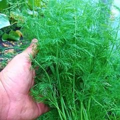 Dere Otu Tohumu – Bol Kokulu- Anethum Groveolens