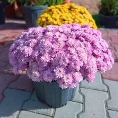 Kasımpatı Çiçeği Saksıda Toz Pembe - Krizantem - Chrysanthemum