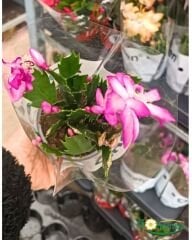 Yılbaşı Çiçeği - Schlumbergera - İthal (8,5 cm saksı)