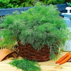 Dereotu Tohumu - Anethum Groveolens