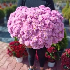 Kasımpatı Çiçeği Saksıda Toz Pembe - Krizantem - Chrysanthemum