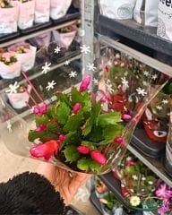Yılbaşı Çiçeği - Schlumbergera - İthal (8,5 cm saksı)