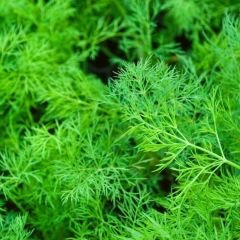 Dereotu Tohumu - Anethum Groveolens