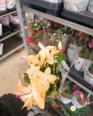 Yılbaşı Çiçeği - Schlumbergera - İthal (8,5 cm saksı)