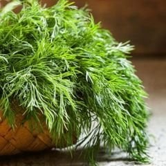 Dere Otu Tohumu – Bol Kokulu- Anethum Groveolens