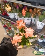 Yılbaşı Çiçeği - Schlumbergera - İthal (8,5 cm saksı)