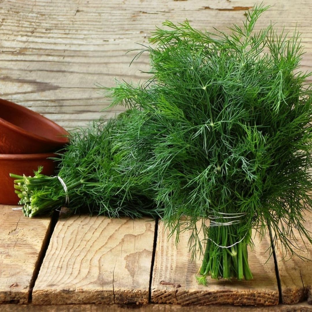 Dere Otu Tohumu – Bol Kokulu- Anethum Groveolens