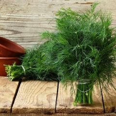 Dereotu Tohumu - Anethum Groveolens