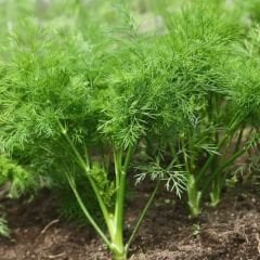 Dere Otu Tohumu – Bol Kokulu- Anethum Groveolens