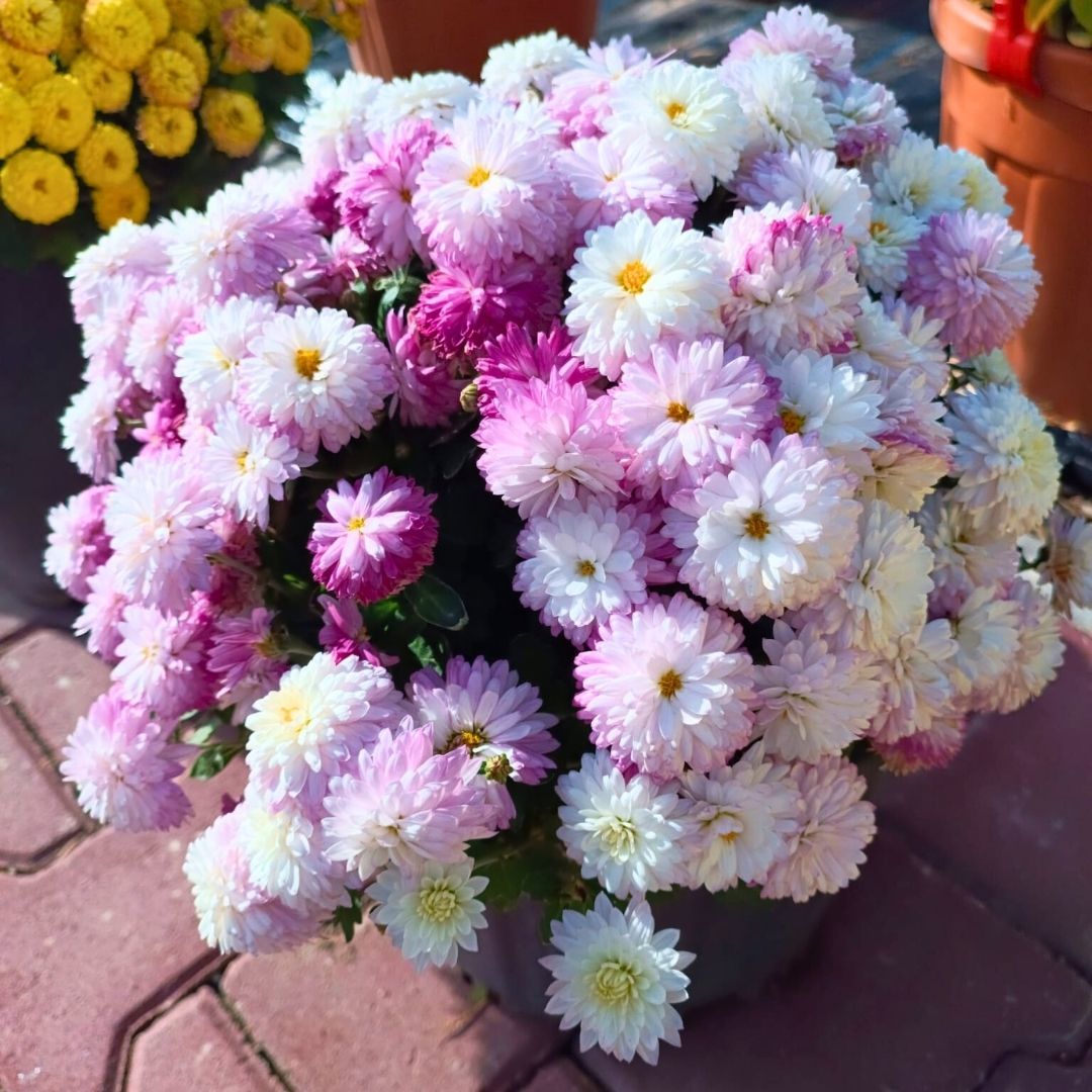 Kasımpatı Çiçeği Mix Saksıda Ebruli Pembe Beyaz - Krizantem - Chrysanthemum - 35 lik saksı