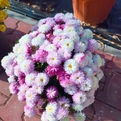 Kasımpatı Çiçeği Mix Saksıda Ebruli Pembe Beyaz - Krizantem - Chrysanthemum - 35 lik saksı