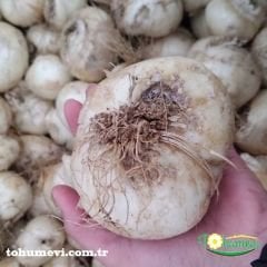 ﻿Ters Lale Soğanı Siyah - Friltillaria Persica