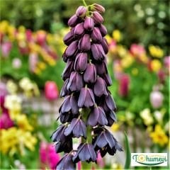 ﻿Ters Lale Soğanı Siyah - Friltillaria Persica