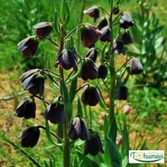 ﻿Ters Lale Soğanı Siyah - Friltillaria Persica