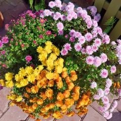 Kasımpatı Çiçeği Mix Saksıda Sarı Turuncu Pembe Fuşya - Krizantem - Chrysanthemum - 35 lik saksı