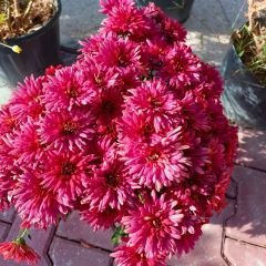 Kasımpatı Çiçeği Mix Saksıda Kırmızı - Krizantem - Chrysanthemum - 35 lik saksı