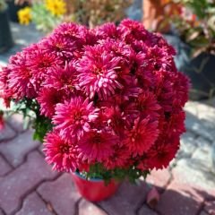Kasımpatı Çiçeği Saksıda Kırmızı - Krizantem - Chrysanthemum