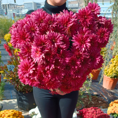 Kasımpatı Çiçeği Saksıda Kırmızı - Krizantem - Chrysanthemum