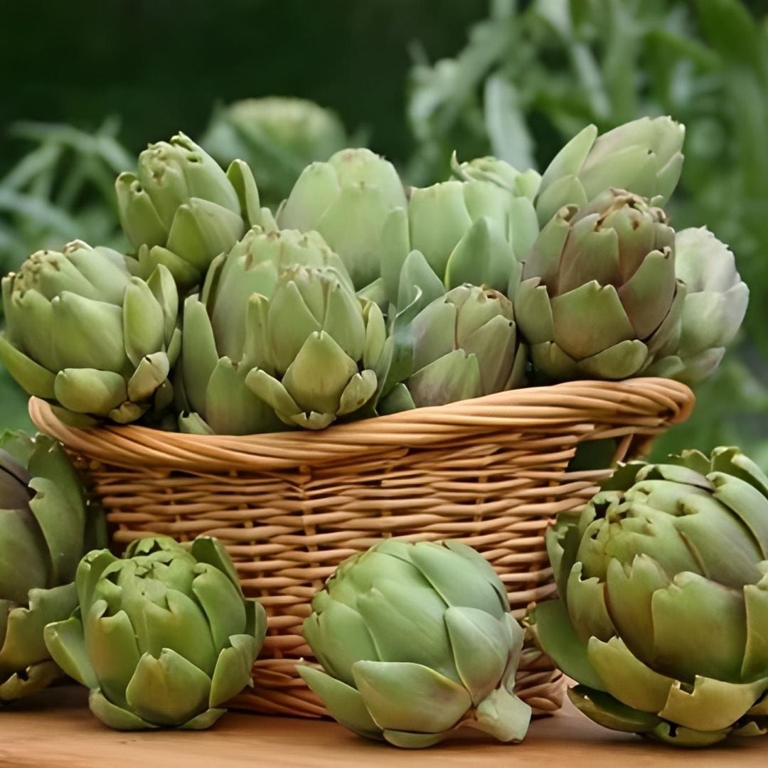 Enginar  Tohumu Geleneksel– Cynara Scolymus