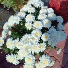 Kasımpatı Çiçeği Mix Saksıda Beyaz - Krizantem - Chrysanthemum - 35 lik saksı