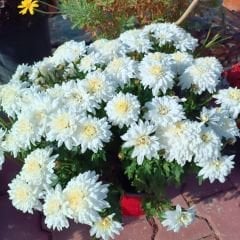 Kasımpatı Çiçeği Mix Saksıda Beyaz - Krizantem - Chrysanthemum - 35 lik saksı