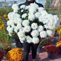 Kasımpatı Çiçeği Saksıda Beyaz - Krizantem - Chrysanthemum