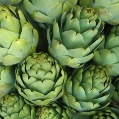 Enginar  Tohumu Geleneksel– Cynara Scolymus