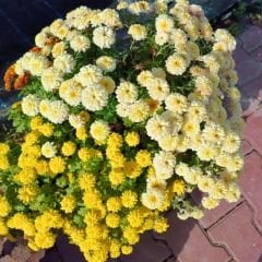 Kasımpatı Çiçeği Saksıda Sarı + Kanarya sarı - Krizantem - Chrysanthemum