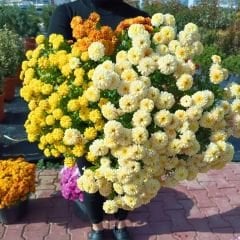 Kasımpatı Çiçeği Saksıda Sarı + Kanarya sarı - Krizantem - Chrysanthemum